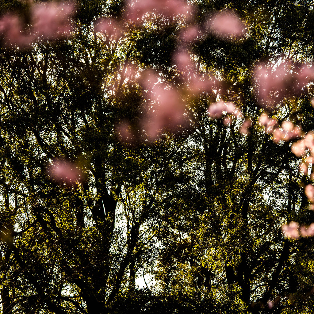 - ohanami -