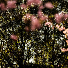 - ohanami -