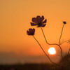 - cosmos's sun set -