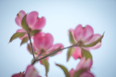 - 華やかな恋のゆくえ -