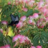 合歓の楽園