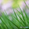 しょうぶ