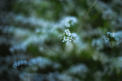 雪柳の見る夢