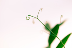 - Vine -
