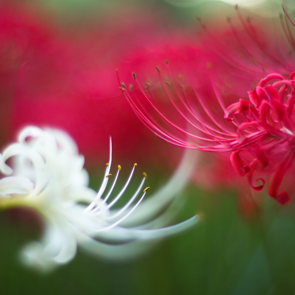 RED & WHITE