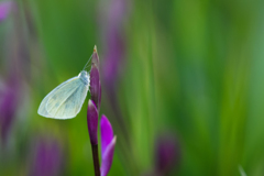 紫蘭に紋白蝶