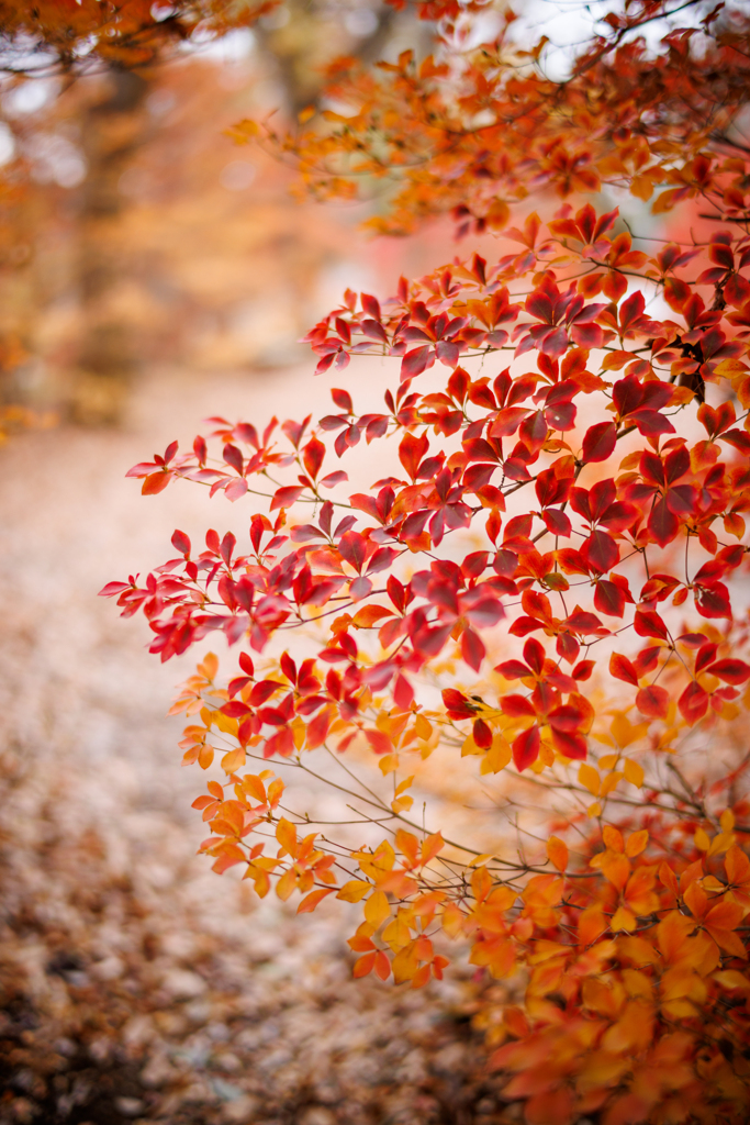 片袖の紅もよう