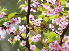 お花にかこまれて