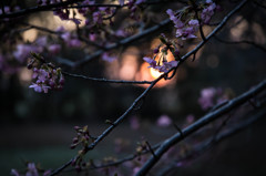 偲ぶ桜