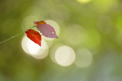 Autumn mark