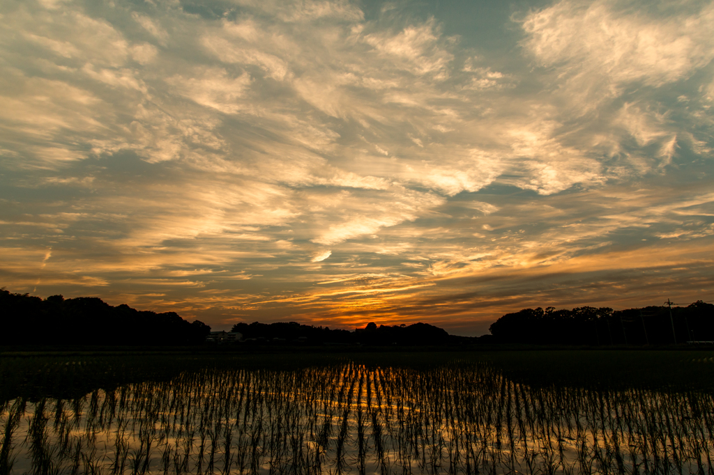 - 夕雲 -