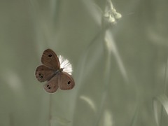 quiet