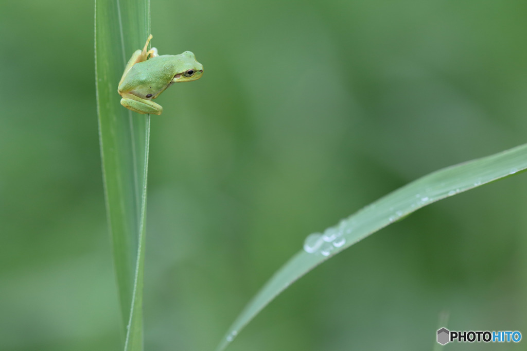 カエルカマエル