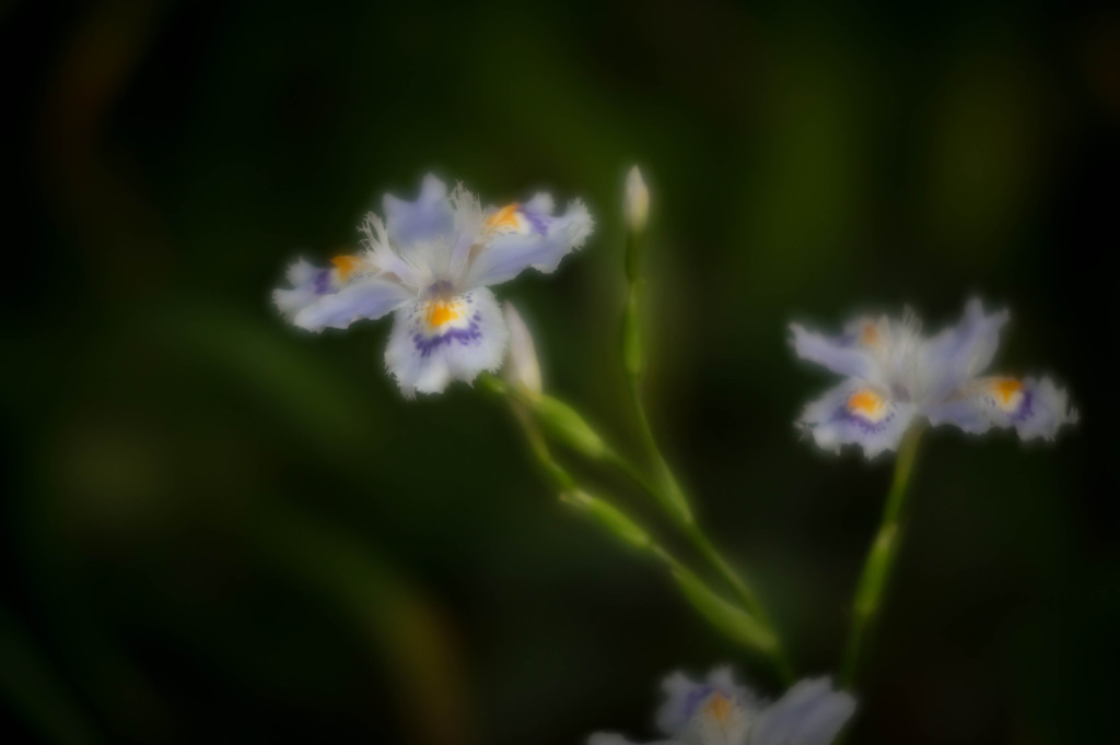 - iris japonica -