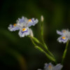 - iris japonica -