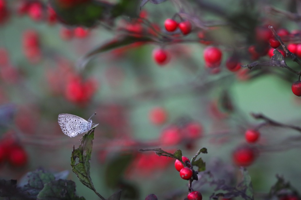 Red fruit