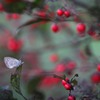 Red fruit