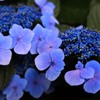 青い花はお好きですか