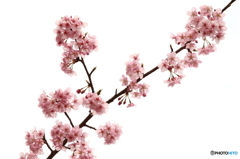 - blooming case8 -