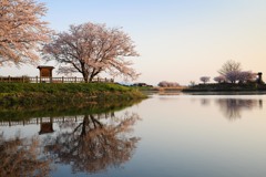 桜・桜・桜