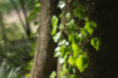 - イツモノヒカリ -