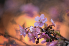 夕の桜