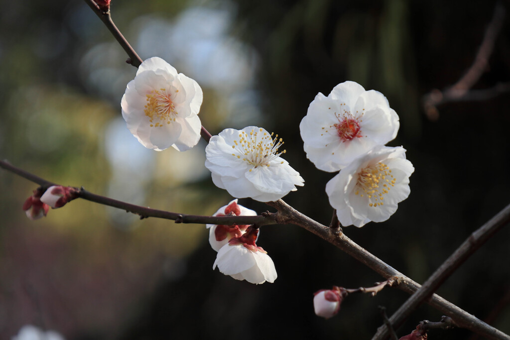 白八重