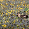 アサザの花畑