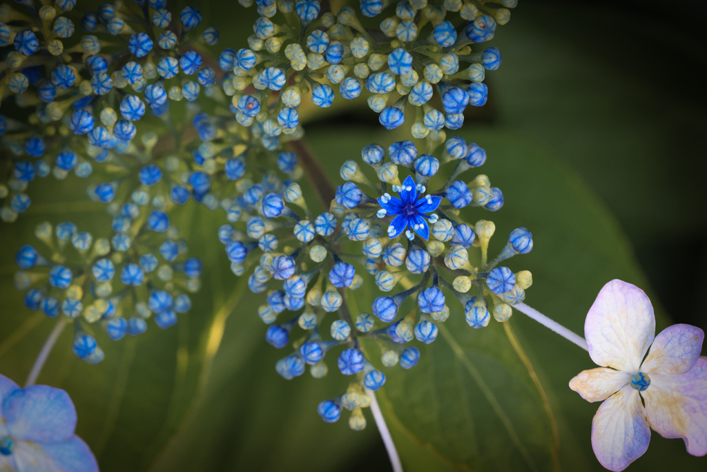 真の花