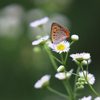 On the Flower