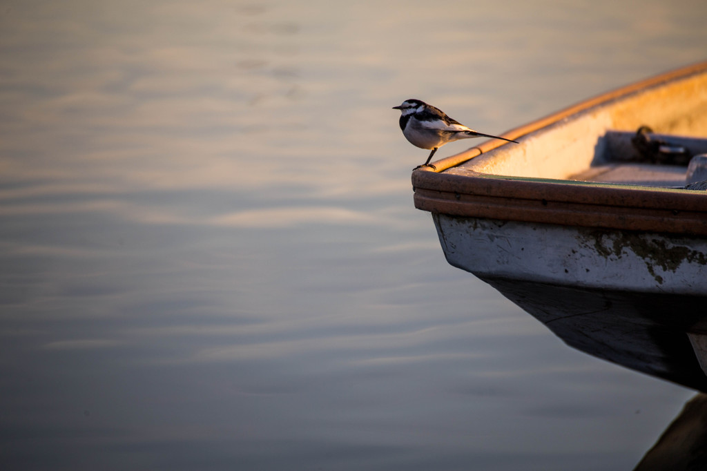 Wagtail on Stern