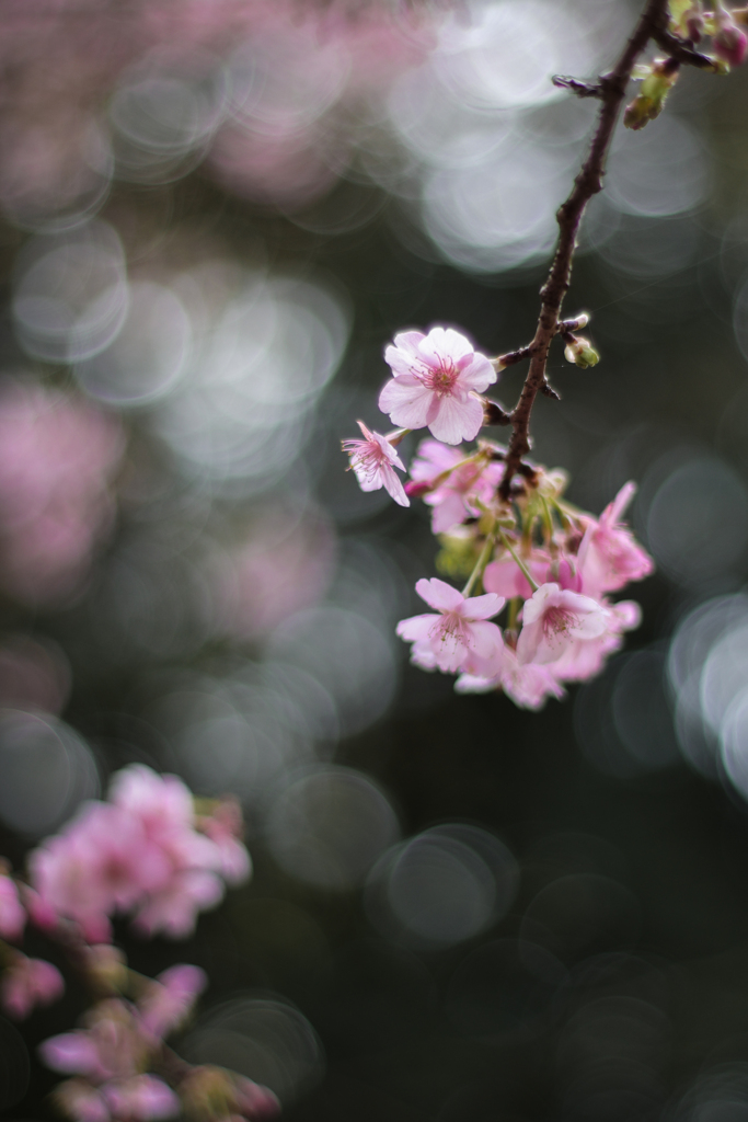 夢桜