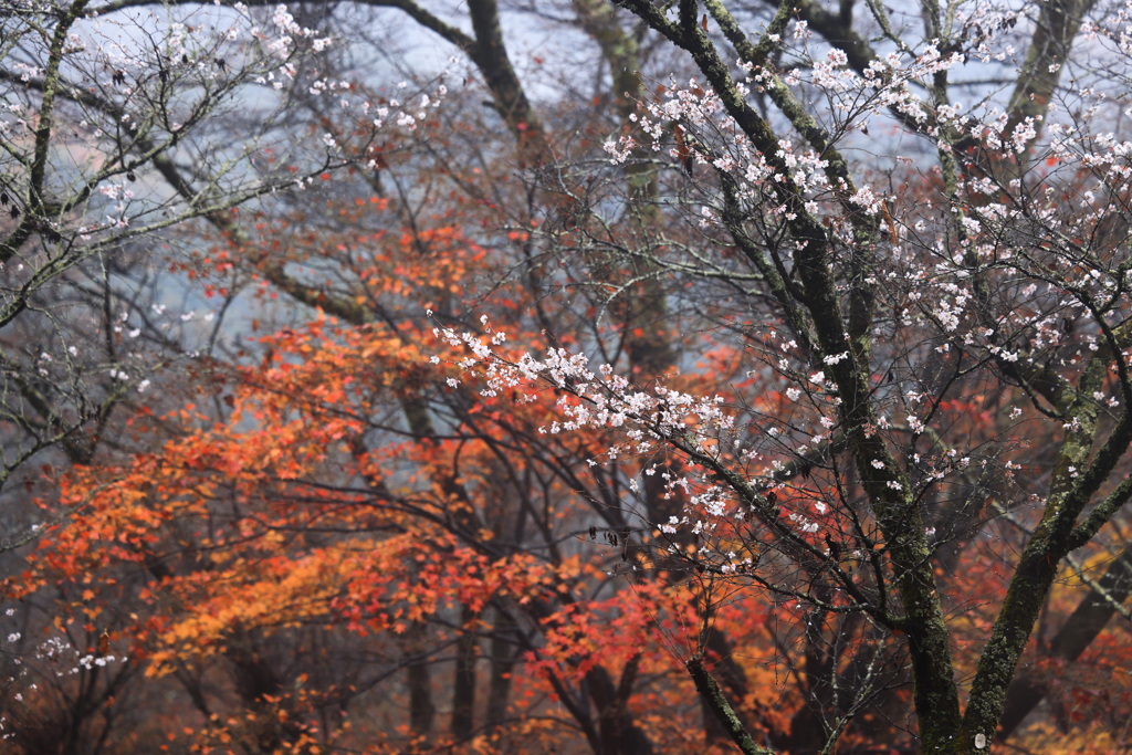 紅葉に冬桜