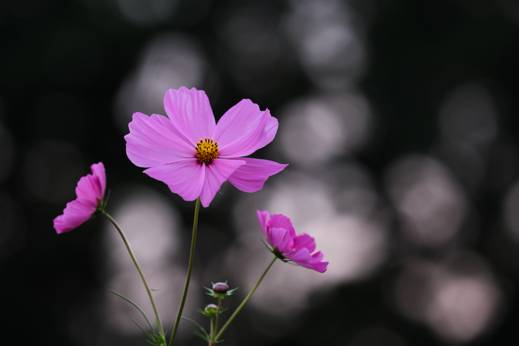 COSMOS