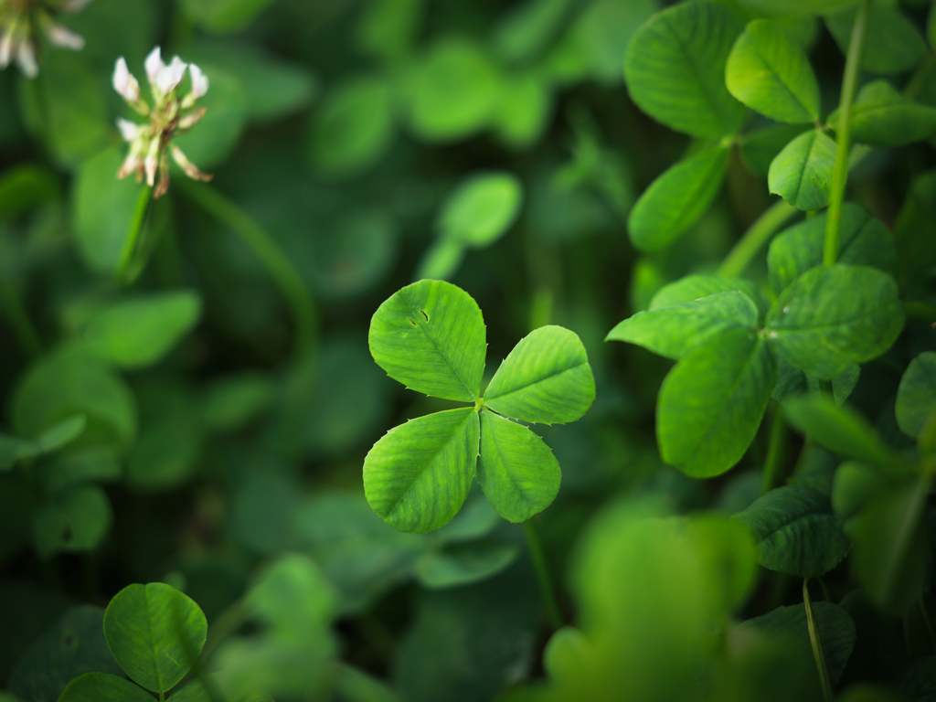 Four-leaf clover
