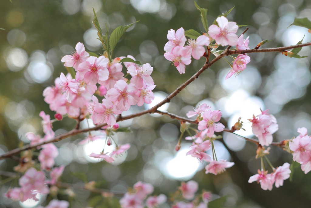 blooming-b