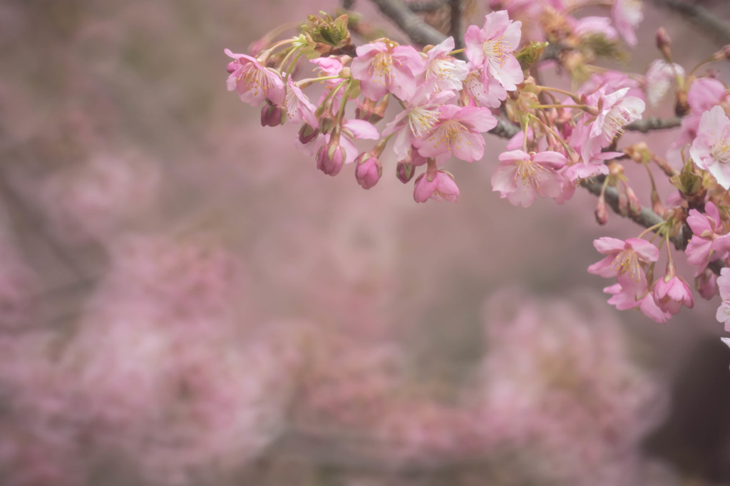 - blooming -