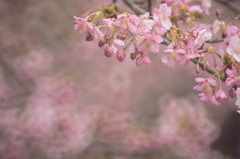 - blooming -