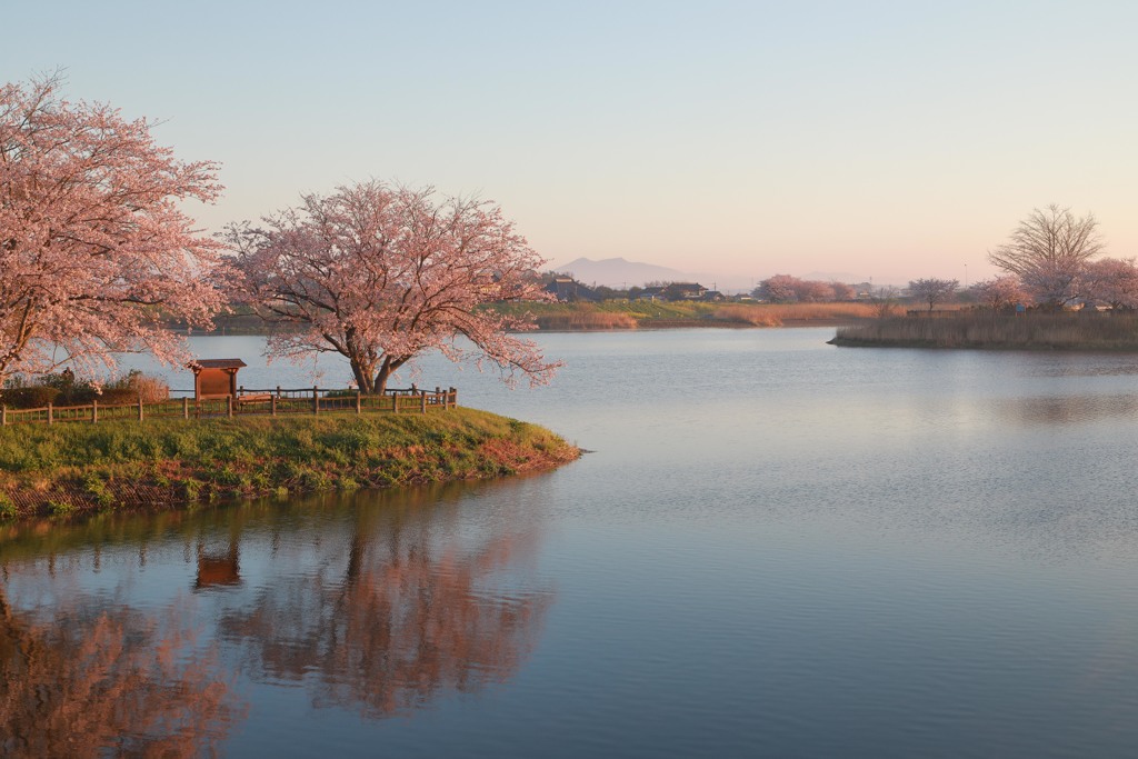 桜の便り