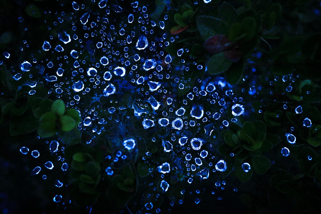 spider web