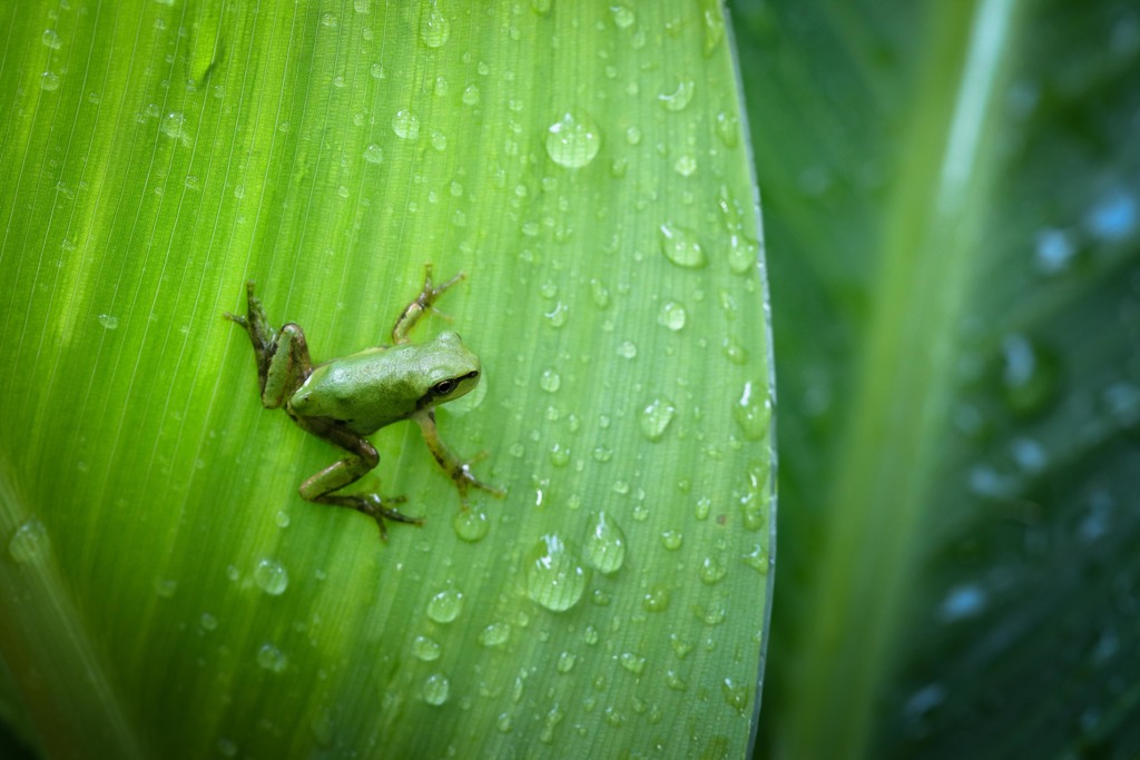 after the rain