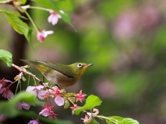 名残の桜