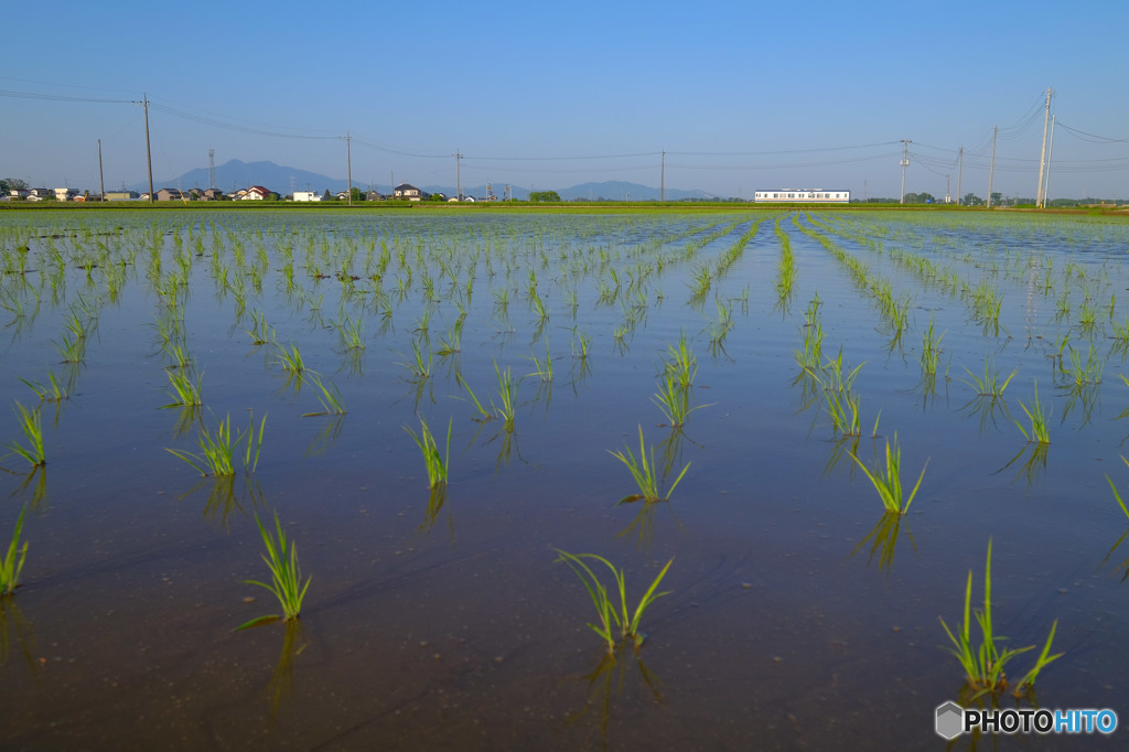 常総線・田んぼ復活