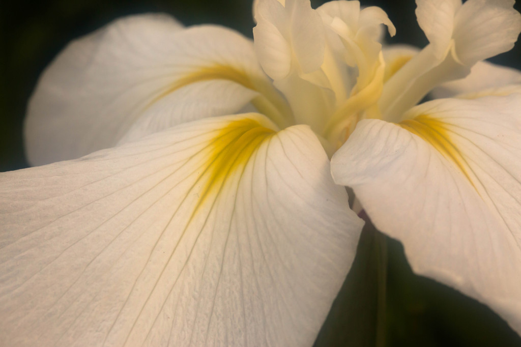 - white slope -