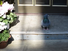 よっ