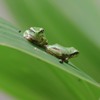 あっぷっぷ