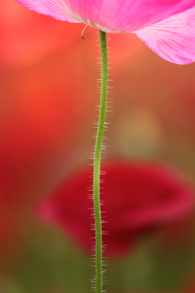 茎の毛