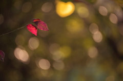 way of a leaf