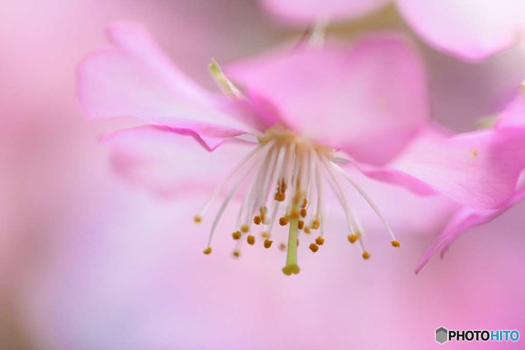 - blooming case3 -