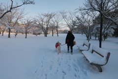 雪の朝